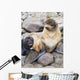 Portrait Of A Northern Fur Seal Female With Her Pup Wall Mural