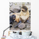 Portrait Of A Northern Fur Seal Female With Her Pup Wall Mural