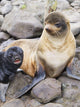 Portrait Of A Northern Fur Seal Female With Her Pup Wall Mural
