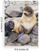 Portrait Of A Northern Fur Seal Female With Her Pup Wall Mural