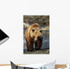 Frontal View Of Brown Bear Sc Alaska Summer Captive Big Game Alaska Wall Mural