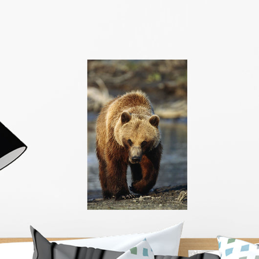 Frontal View Of Brown Bear Sc Alaska Summer Captive Big Game Alaska Wall Mural