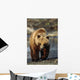 Frontal View Of Brown Bear Sc Alaska Summer Captive Big Game Alaska Wall Mural
