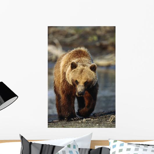 Frontal View Of Brown Bear Sc Alaska Summer Captive Big Game Alaska Wall Mural