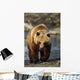 Frontal View Of Brown Bear Sc Alaska Summer Captive Big Game Alaska Wall Mural