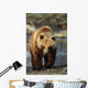 Frontal View Of Brown Bear Sc Alaska Summer Captive Big Game Alaska Wall Mural