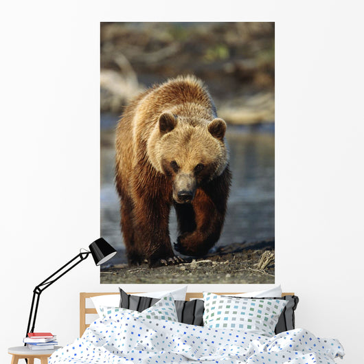 Frontal View Of Brown Bear Sc Alaska Summer Captive Big Game Alaska Wall Mural