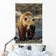 Frontal View Of Brown Bear Sc Alaska Summer Captive Big Game Alaska Wall Mural