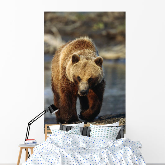 Frontal View Of Brown Bear Sc Alaska Summer Captive Big Game Alaska Wall Mural