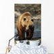 Frontal View Of Brown Bear Sc Alaska Summer Captive Big Game Alaska Wall Mural