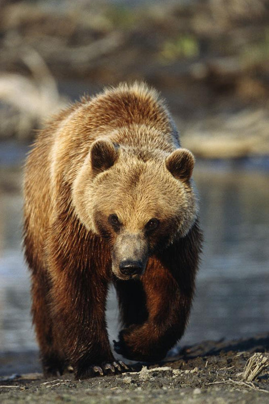 Frontal View Of Brown Bear Sc Alaska Summer Captive Big Game Alaska Wall Mural