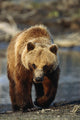 Frontal View Of Brown Bear Sc Alaska Summer Captive Big Game Alaska Wall Mural
