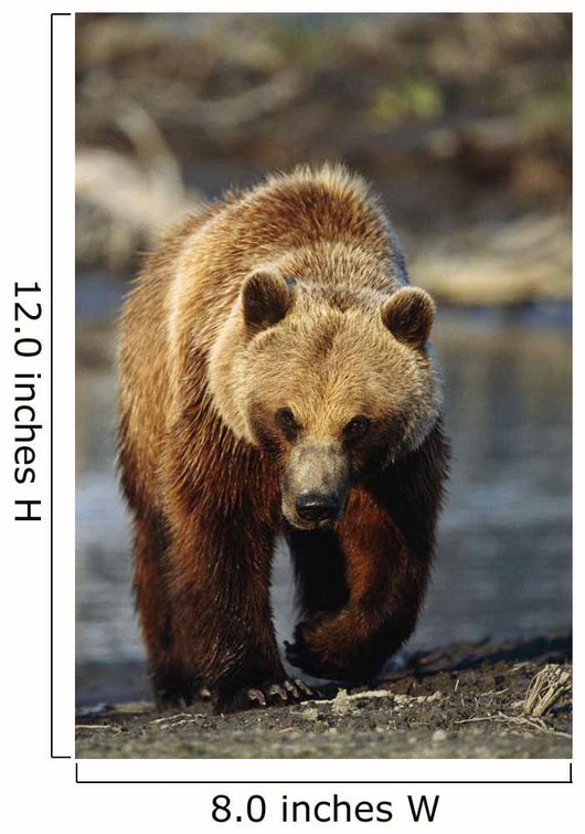 Frontal View Of Brown Bear Sc Alaska Summer Captive Big Game Alaska Wall Mural