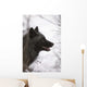 Portrait Of A Black Wolf, Eureka Pass, Southcentral Alaska, Winter Wall Mural