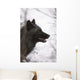 Portrait Of A Black Wolf, Eureka Pass, Southcentral Alaska, Winter Wall Mural