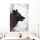 Portrait Of A Black Wolf, Eureka Pass, Southcentral Alaska, Winter Wall Mural