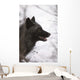 Portrait Of A Black Wolf, Eureka Pass, Southcentral Alaska, Winter Wall Mural