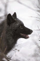 Portrait Of A Black Wolf, Eureka Pass, Southcentral Alaska, Winter Wall Mural