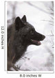 Portrait Of A Black Wolf, Eureka Pass, Southcentral Alaska, Winter Wall Mural