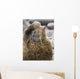 Portrait Of A Territorial Northern Fur Seal Bull Wall Mural