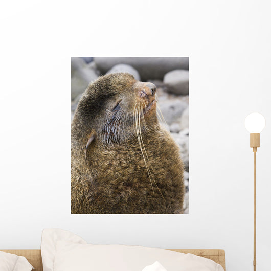Portrait Of A Territorial Northern Fur Seal Bull Wall Mural
