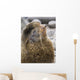 Portrait Of A Territorial Northern Fur Seal Bull Wall Mural