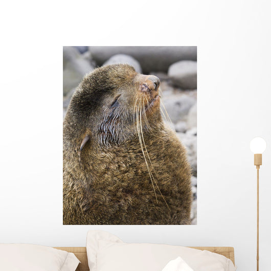 Portrait Of A Territorial Northern Fur Seal Bull Wall Mural