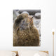 Portrait Of A Territorial Northern Fur Seal Bull Wall Mural