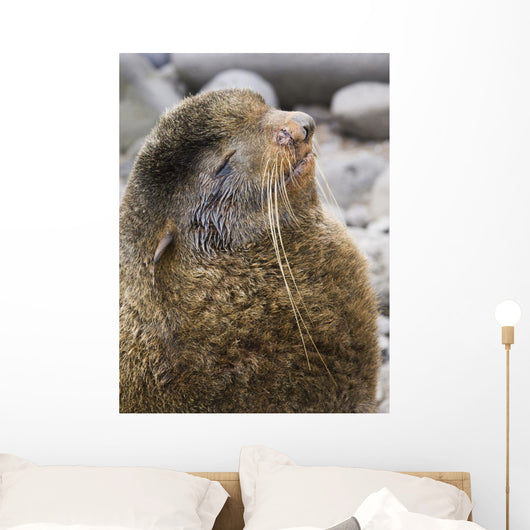 Portrait Of A Territorial Northern Fur Seal Bull Wall Mural