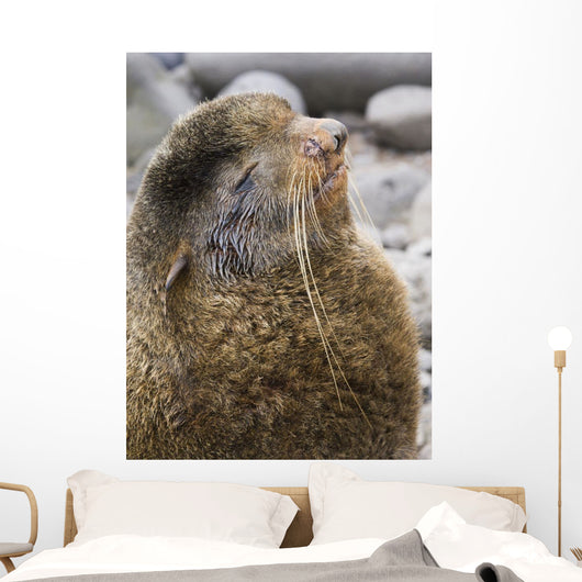 Portrait Of A Territorial Northern Fur Seal Bull Wall Mural