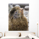 Portrait Of A Territorial Northern Fur Seal Bull Wall Mural