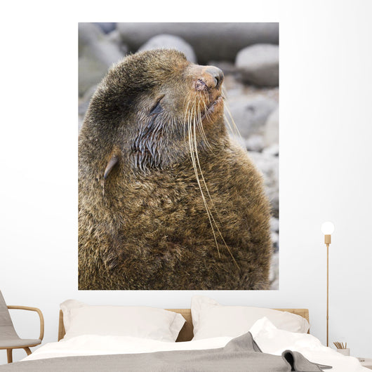 Portrait Of A Territorial Northern Fur Seal Bull Wall Mural