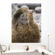 Portrait Of A Territorial Northern Fur Seal Bull Wall Mural