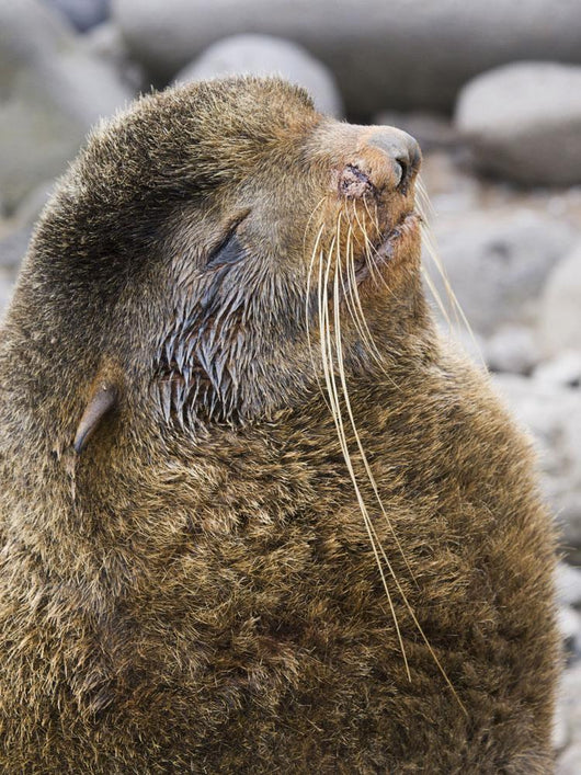 Portrait Of A Territorial Northern Fur Seal Bull Wall Mural