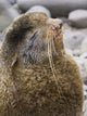 Portrait Of A Territorial Northern Fur Seal Bull Wall Mural
