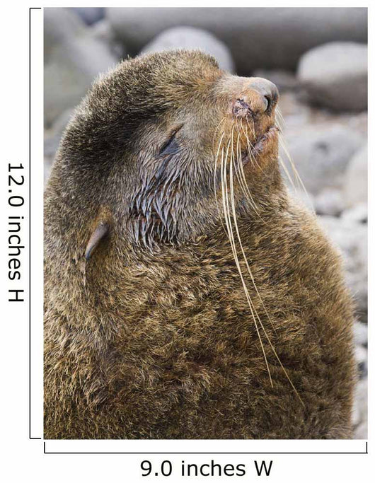 Portrait Of A Territorial Northern Fur Seal Bull Wall Mural