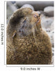 Portrait Of A Territorial Northern Fur Seal Bull Wall Mural