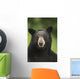 Portrait Of Black Bear Minnesota Summer Digital/Nnot Captive Wall Mural