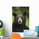 Portrait Of Black Bear Minnesota Summer Digital/Nnot Captive Wall Mural