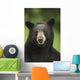 Portrait Of Black Bear Minnesota Summer Digital/Nnot Captive Wall Mural