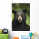 Portrait Of Black Bear Minnesota Summer Digital/Nnot Captive Wall Mural