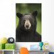 Portrait Of Black Bear Minnesota Summer Digital/Nnot Captive Wall Mural