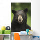 Portrait Of Black Bear Minnesota Summer Digital/Nnot Captive Wall Mural