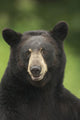 Portrait Of Black Bear Minnesota Summer Digital/Nnot Captive Wall Mural