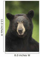 Portrait Of Black Bear Minnesota Summer Digital/Nnot Captive Wall Mural