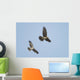 Northern Harrier Hawks Wall Mural