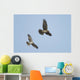 Northern Harrier Hawks Wall Mural