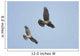 Northern Harrier Hawks Wall Mural