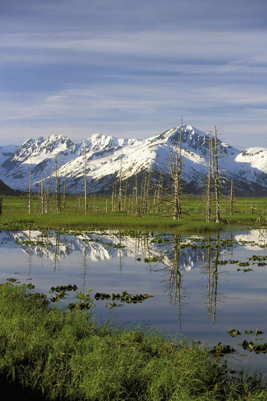 Snow Capped Kenai Mtns Reflect In Pond Sc Ak Spring Wall Mural