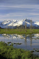 Snow Capped Kenai Mtns Reflect In Pond Sc Ak Spring Wall Mural